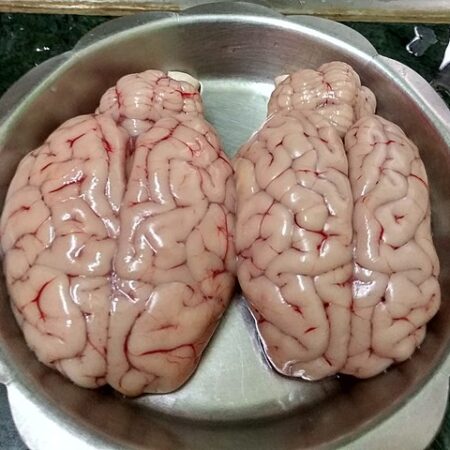 Lamb Brain