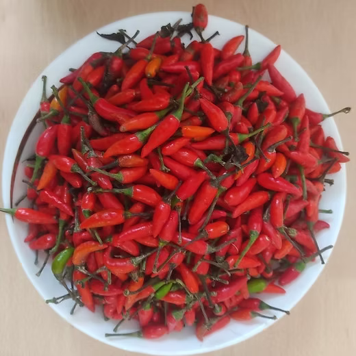 Bird Eye Chilli