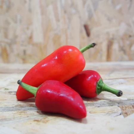Bullet Chilli