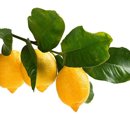 Lemon (Three)