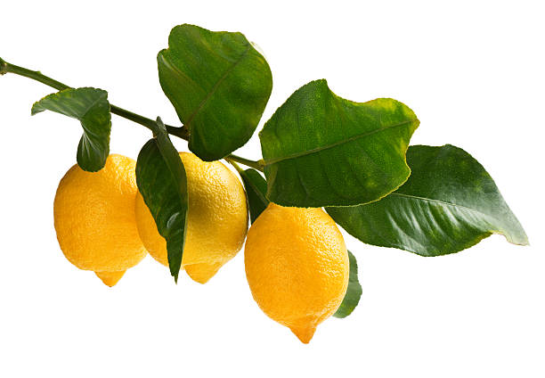Lemon (Three)