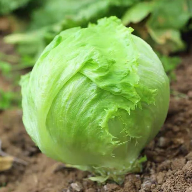 Lettuce/iceberg (Each)